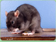 rat control Mildenhall